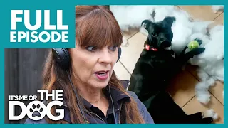 Out of Control Staffy Has Eaten 3 Sofas! | Full Episode | It's Me or the Dog