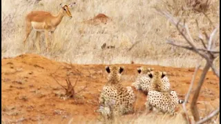 Impala Walks Right into 3 Cheetahs