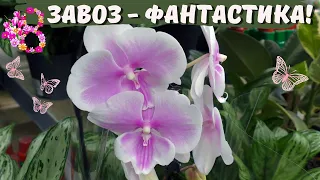 Фантастический завоз орхидей в "Леруа Мерлен"