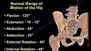 Anatomy of Movement Of The Hip - Everything You Need To Know - Dr. Nabil Ebraheim