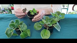 When to Divide & Repot AFRICAN VIOLET Leaf propagation babies - SIZE DOES MATTER!!!!!