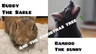 Buddy the sable and Bamboo the bunny are taking yummies from the Christmas tree