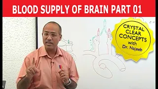 Blood Supply of Brain | Circle of Willis | Part 1/11