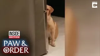 Paw & Order: Labrador Hides Behind Fridge After Other Dog Rips Apart Bedding