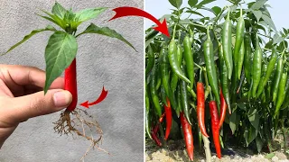 I was very surprised when I propagated peppers this way | Relax Garden