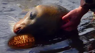Tragic Drowned Seal Found In Fishing Nets | River Monsters