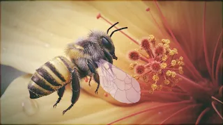 Пчела в 3D HD