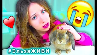 ПОСЛЕДНИЙ ДЕНЬ КРОЛИКА ЭЛЬЗЫ ПЕРЕД ОПЕРАЦИЕЙ | Elli Di Pets