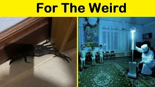 “For The Weird, Strange, Odd And Bizarre” (New Pics) || Funny Daily