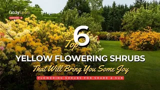 6 Yellow Flowering Shrubs That Will Bring You Some Joy 🌻👍 // Gardening Ideas