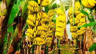 Modern agriculture has the most bananas in the world | Discover 2k