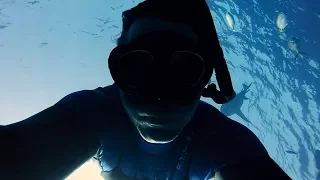 Shark Diving Florida