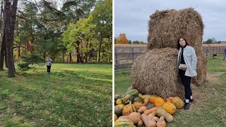 Козья ферма, Пино Гри, Эпицентр