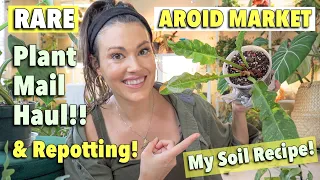 AROID MARKET Rare Plant Haul, Plant Mail & Repotting - Aroid Soil Mixture, Soil Recipe Repot With Me