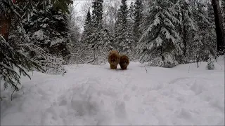 Тибетские Мастифы! Лесная прогулка!