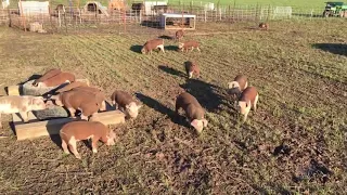 Hereford piglets on pasture