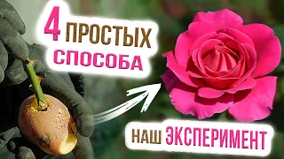 Укоренение черенков роз. Как правильно размножать розы? Черенкование роз осенью