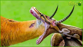 35 Final Battles When Python Is Impaled By The Impala's Sharp Horns | Animal Fights