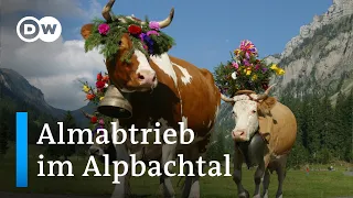Almabtrieb im Alpbachtal | DW Reporter