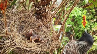 Mother Helps Baby Sleep by Throwing Out STICK Poking Baby's Neck ||| Bulbul bird | Day3 | Epi 12