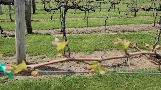Cold Hardy Grape Cultivars: Budbreak Comparison