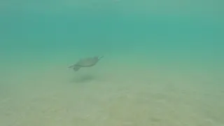 Swim with Green turtle - Maui Hawaii