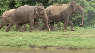 Listen Vocalizations Of Elephants Concern Their Family - ElephantNews