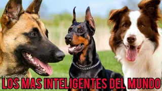 Las Razas de Perros Mas Inteligentes del Mundo 🌎