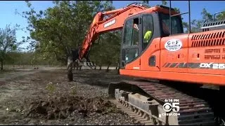 Some California Farmers Destroy Orchards To Save Other Crops In Drought