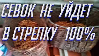 СЕВОК НЕ УЙДЕТ В СТРЕЛКУ 100% !!! ЧТО НУЖНО СДЕЛАТЬ?