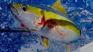 TUNA CHAOS! (Yellowfin Tuna *100* Miles Offshore)