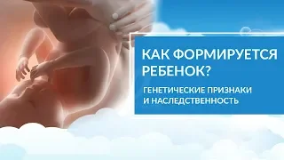 Как формируется плод ребенка? Генетика. Вредные привычки беременных