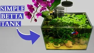 Simple Betta Tank Maintenance: 4 Month Update!