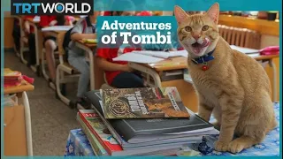 Tombi the cat becomes beloved book character