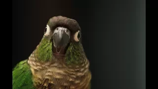 A Green Cheek Conure Medley