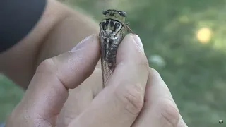 Sounds of the cicada