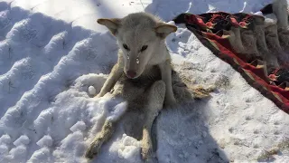 Tears of a Dog That Collapsed in The Cold Snow for Days, Being Attacked by Parasites