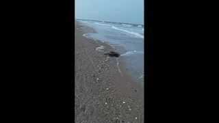 Gator spotted in the surf on Fernandina Beach