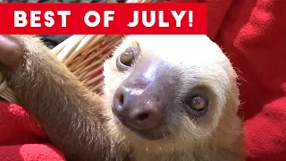 Funniest Pet Reactions & Bloopers of July 2017 | Funny Pet Videos