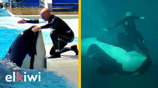 Orca casi acaba con la vida de su entrenador