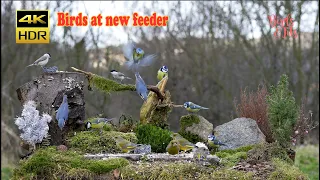 Birds at new feeder - 4K HDR - CATs tv