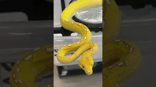 This the kind of yellow you only find at the Louie V store. Straight designer Green Tree Python 🐍🔥