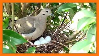 TORCAZA o TORTOLA /  EARED DOVE con 4 HUEVOS !! * Zenaida auriculata