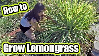 How To Grow Lemongrass Plant At Home | Plus, Garden Harvest And Possible Uses 🌱