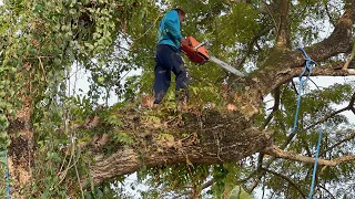 Cut down 2 old trees in the middle of the rice field.