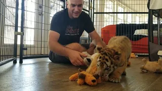 Baby tigers are a HANDFUL! (Another update)