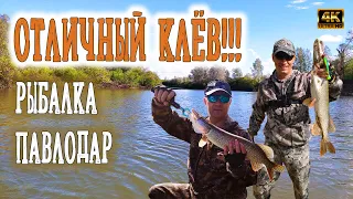 Отличный клев щуки!!!. Давно так не рыбачили!  #Рыбалка #Иртыш #Павлодар