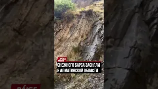 Снежного барса засняли в Алматинской области