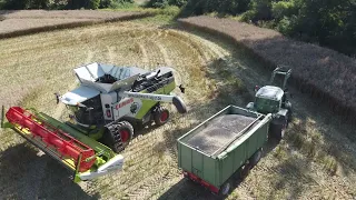 Claas Trion 730+ Vario 770 In der Raps Ernte