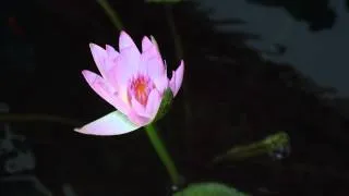 Pink Water Lily Blooming